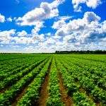 Landscape view of a freshly growing agriculture vegetable field.