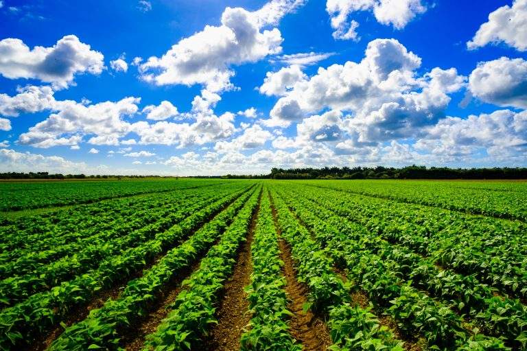 Landscape view of a freshly growing agriculture vegetable field.