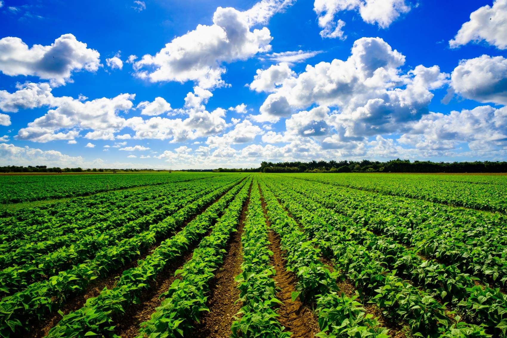 Landscape view of a freshly growing agriculture vegetable field.