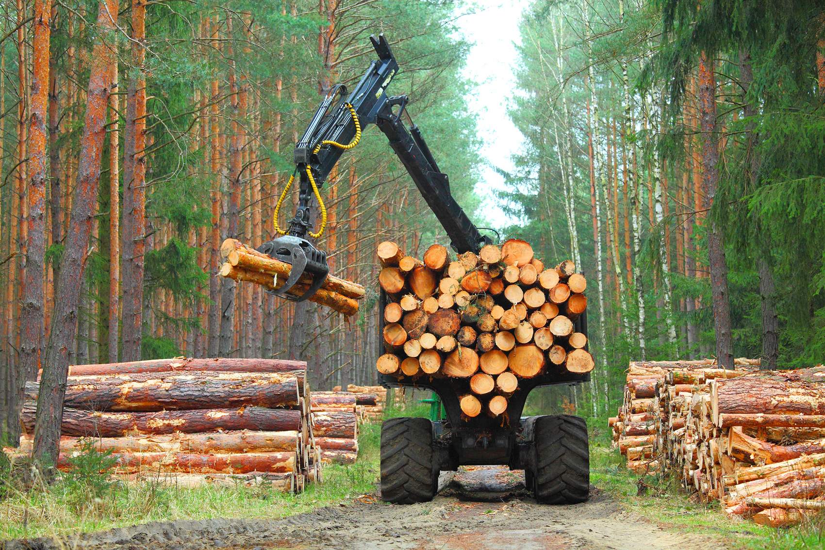 The harvester working in a forest. Harvest of timber. Firewood a