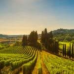 Casale Marittimo village, vineyards and countryside landscape in Maremma. Pisa Tuscany, Italy Europe.