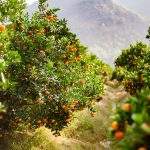Extensive tangerine garden in the south of China with ripe oranges ready to be harvested. horizontal shot on a sunny day.selective focus