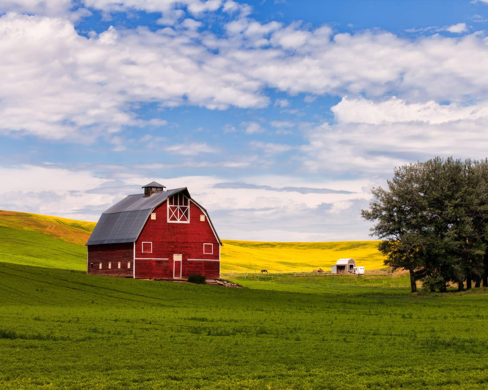 Red barn and canola field in Palouse, WA