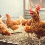 Red chicken walking in paddock Ordinary red rooster and chickens