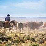 A cowboy on his horse moving cattle to an adjacent desert pasture on the ZX Ranch near Silver Lake.
