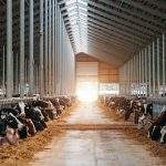 Diary cows in modern free livestock stall.